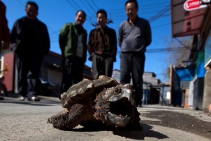 Pronađena kornjača koja čovjeku može otkinuti prst u sekundi