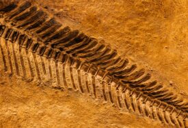 Naučnici prvi put otkrili potpuni fosil ‘zmaja’ starog 240 miliona godina