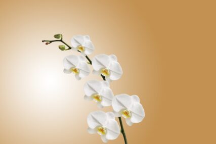 Ljepotica koja će uljepšati svaki prostor: Savjeti kako da vam orhideja cvjeta godinama