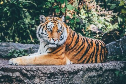 Kambodža želi da ove godine poveća broj tigrova u rezervatima