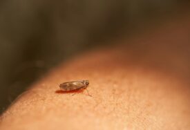 Pojavio se novi insekt u Srbiji: Liči na komarca, a prenosi ozbiljne bolesti