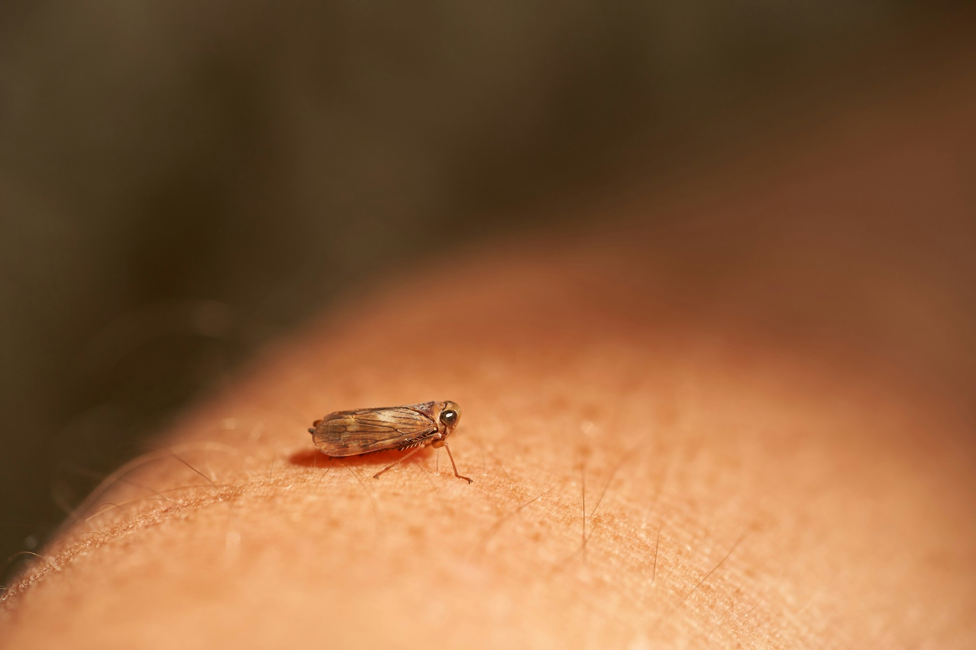 Pojavio se novi insekt u Srbiji: Liči na komarca, a prenosi ozbiljne ...