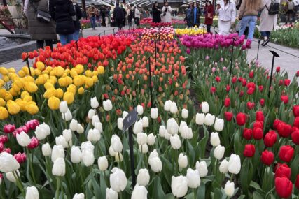 Jedan od najvećih svjetskih vrtova tulipana Keukenhof slavi 75. godišnjicu postojanja (FOTO)