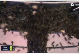 Nerealne scene. Hiljade pčela napale Alcaraza i Zvereva u Indian Wellsu
