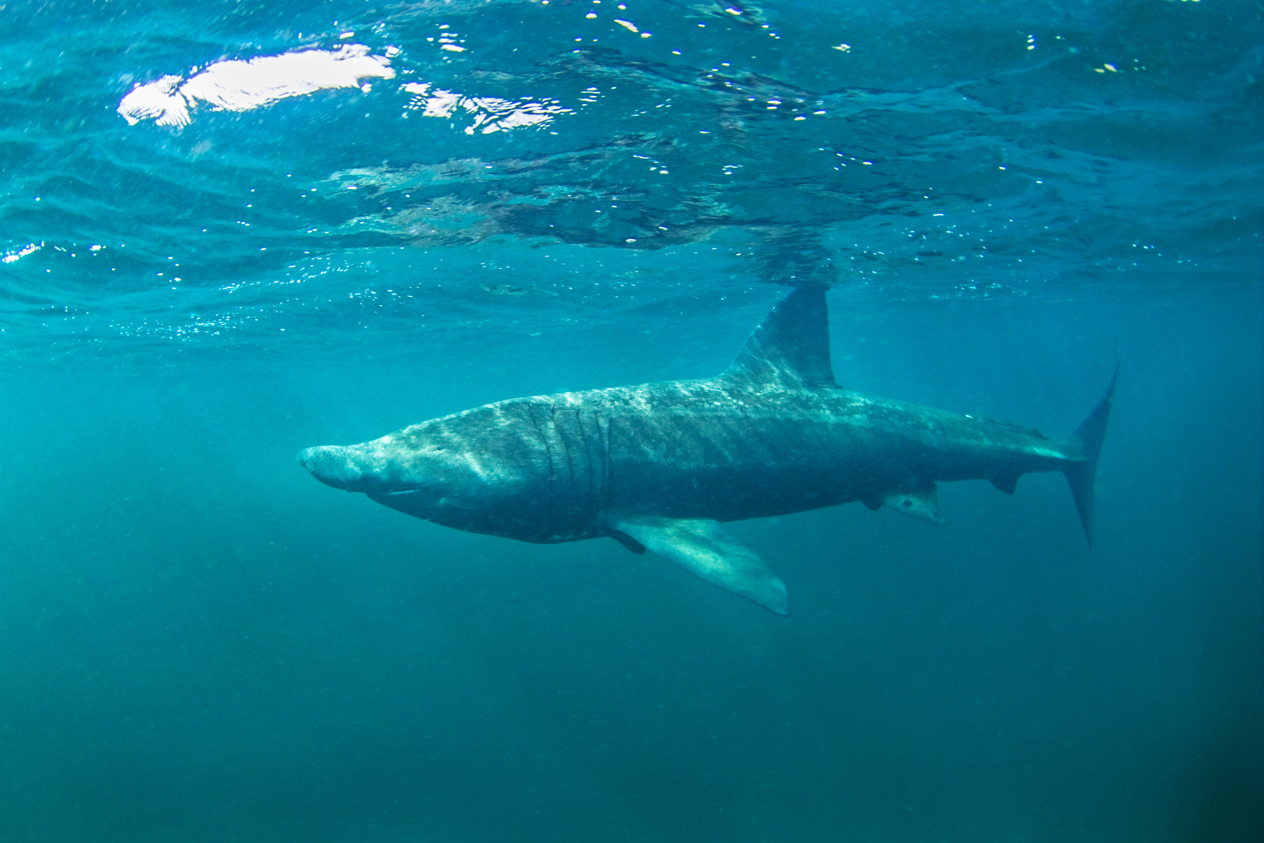 U Jadranu snimljen drugi po veličini morski pas