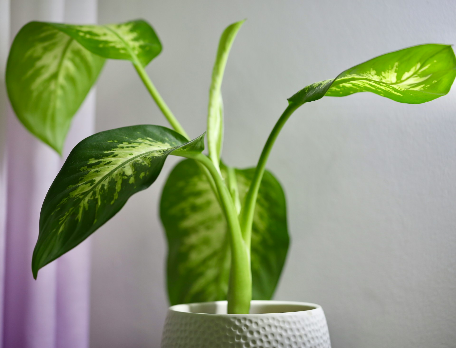monstera black velvet Monstera sp. Black Velvet