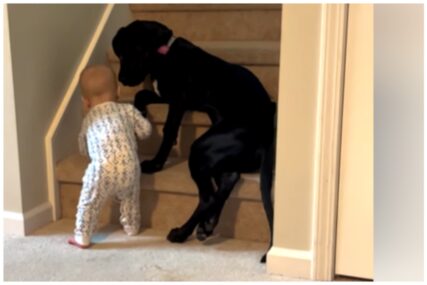 VIDEO ODUŠEVIO MNOGE Mališan silno želi uz stepenice, no pas zna šta se smije, a šta ne smije