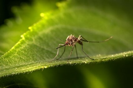 Zbog komaraca izdano upozorenje ljudima koji putuju u Aziju