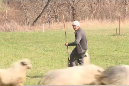 Mario (20) od malih nogu se bavi pastirskim poslom, posebno je ponosan na jednu ovcu: "Gledaj?! K'o Lidija Vukičević"