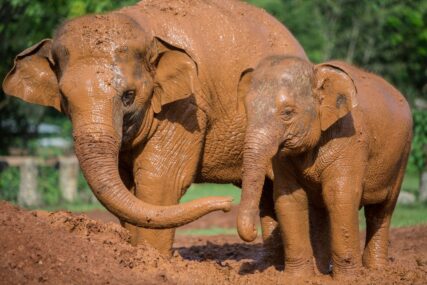 Bocvana prijeti da će poslati 20 000 slonova u Njemačku