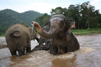 FANTASTIČNI PRIZORI IZ TAJLANDA Utočište u parku prirode dom za više od 100 slonova (FOTO)