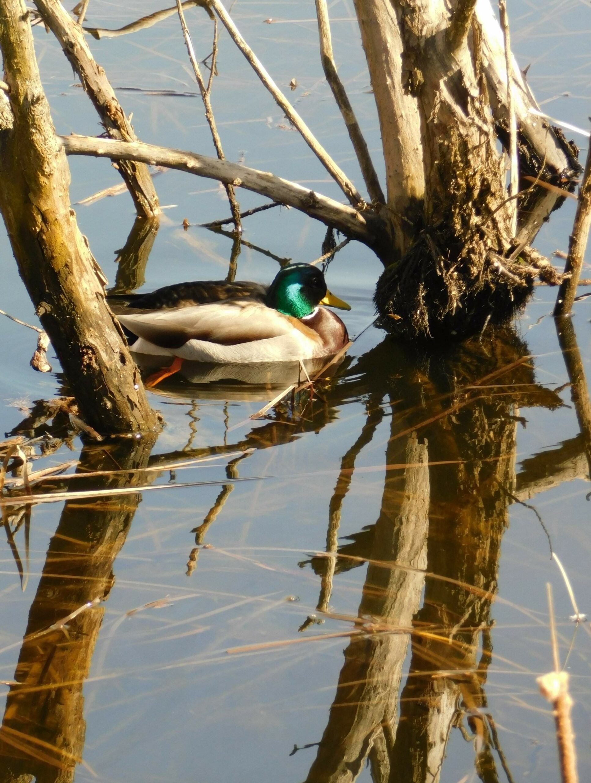 FOTO: E. MURAČEVIĆ