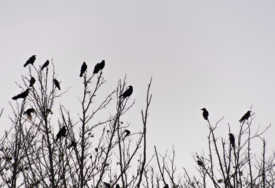 Ptice pamte od koga im prijeti opasnost: Stručnjak objasnio zašto vrane i svrake NAPADAJU LJUDE