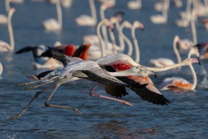 Hiljade flamingosa ukrašavaju jezera nadomak Ankare (FOTO)
