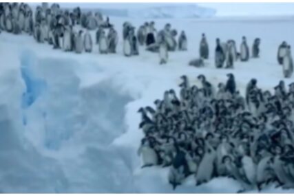 Nevjerovatan prizor prvi put zabilježen kamerom: 700 mladih pingvina skakalo s litice (VIDEO)