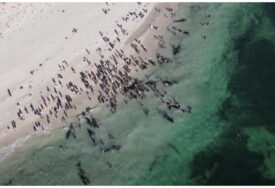 Više od 100 kitova nasukalo se na australskoj obali, neki su već uginuli (VIDEO)