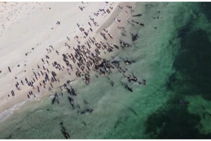 Više od 100 kitova nasukalo se na australskoj obali, neki su već uginuli (VIDEO)
