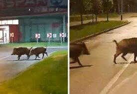 Divlje svinje prošetale centrom Zagreba (VIDEO)