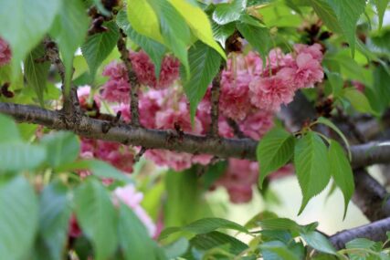 Festival japanske trešnje: U Mostaru raste više od 200 stabala tog prekrasnog drveta