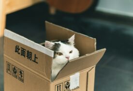 Porodica u SAD-u zabunom poslala mačku poštom, bila je u kutiji s čizmama