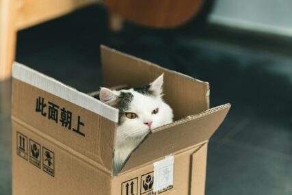 Porodica u SAD-u zabunom poslala mačku poštom, bila je u kutiji s čizmama