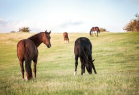 Užas u Australiji: Pronađeno više od 500 zaklanih konja