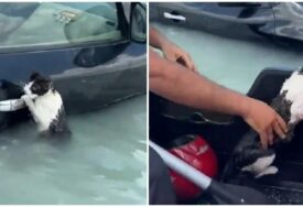 U poplavljenom Dubaiju mačka se čvrsto držala za vrata automobila. Spasili je dobri ljudi (VIDEO)