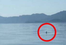 Na Pelješcu snimljen veliki morski pas (VIDEO)