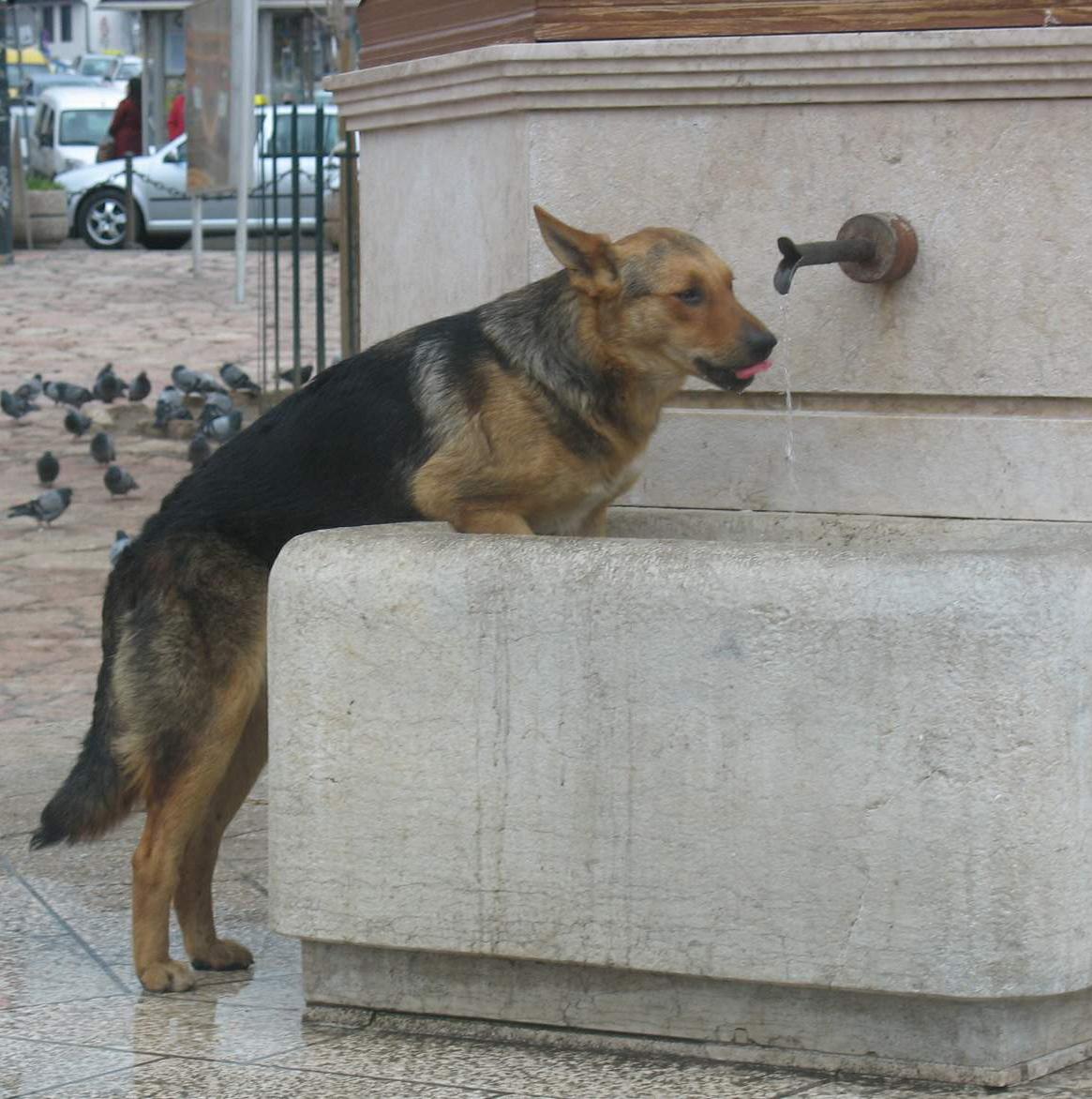 FOTO: E. MURAČEVIĆ