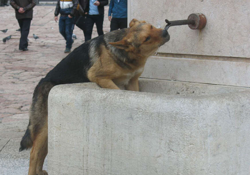FOTO: E. MURAČEVIĆ