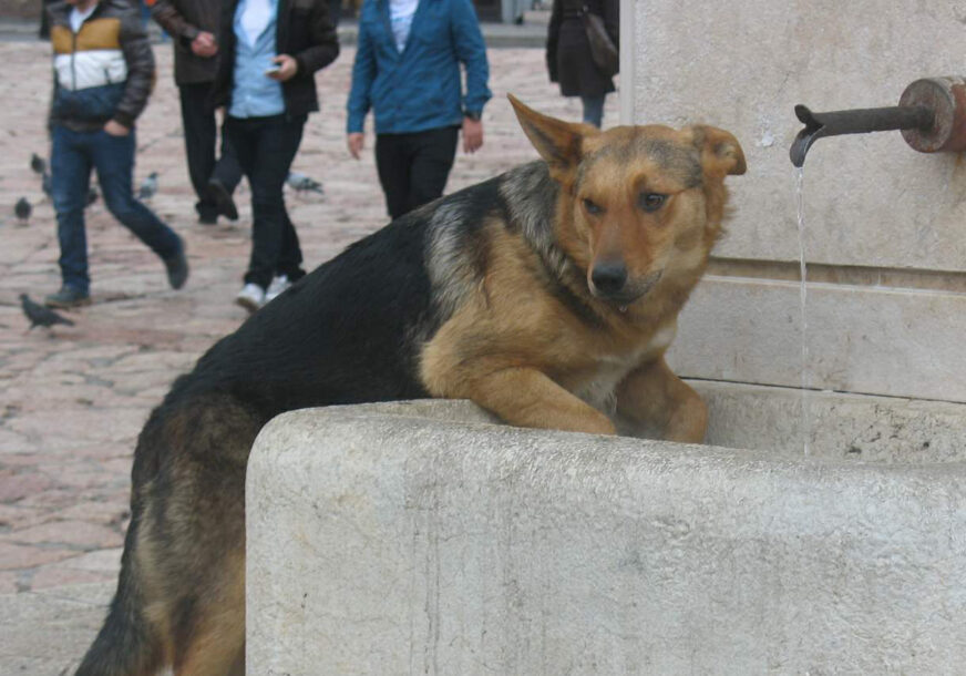 FOTO: E. MURAČEVIĆ