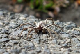 ZASTRAŠUJUĆA vrsta velikog pauka vrtoglavom brzinom se širi u Njemačkoj – i to po kućama