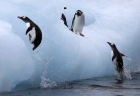 Pogubni uticaj sve bržeg topljenja leda na carske pingvine