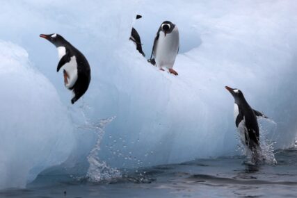 Pogubni uticaj sve bržeg topljenja leda na carske pingvine