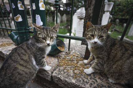 Zahvaljujući entuzijastima: Mačke kod sarajevske džamije Ferhadija dobile hranilicu i pojilicu (FOTO)