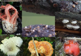 SENZACIONALNO OTKRIĆE Mikolozi u Blagaju kod Mostara otkrili 4 rijetke gljive