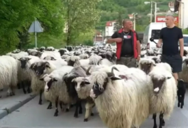 Eldin sa svojih 1.200 ovaca krenuo na put kroz BiH