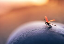 Dolaze tople ljetnje noći i oni: Kako se riješiti dosadnih komaraca