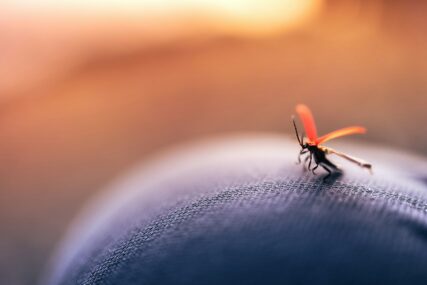 Dolaze tople ljetnje noći i oni: Kako se riješiti dosadnih komaraca