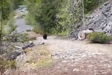STRAVA I UŽAS Porodica krenula u šetnju šumom, a onda ih je iznenada počeo pratiti... (VIDEO)