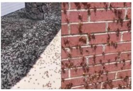 NEVJEROVATNI PRIZORI iz Nevade: Mormonski cvrčci prekrili kuće, ljudi se danima bore s najezdom: "Ovo je nešto najgore što sam vidjela"