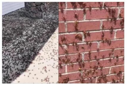 NEVJEROVATNI PRIZORI iz Nevade: Mormonski cvrčci prekrili kuće, ljudi se danima bore s najezdom: "Ovo je nešto najgore što sam vidjela"