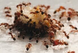 Kako se zauvijek riješiti mrava? Isprobajte ovaj provjereni "recept"