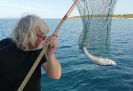 Najotrovnija riba na svijetu pojavila se u hrvatskom Jadranu, njen otrov može ubiti