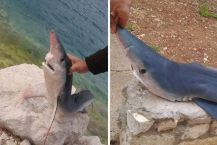 Morski pas slučajno uhvaćen u Neumu