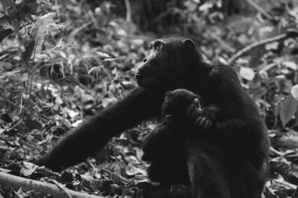Ožalošćena majka čimpanza mjesecima se ne odvaja od mrtvog mladunčeta