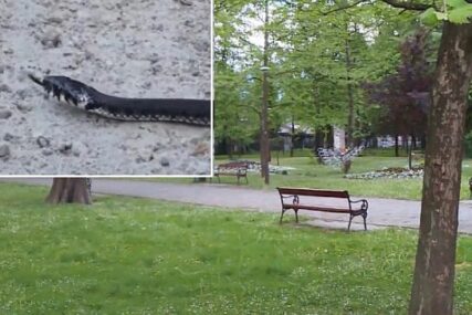 Zmija u parku u Bihaću