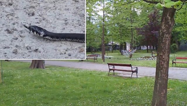 Zmija u parku u Bihaću