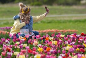 Kanada: Mnogobrojni posjetioci uživaju u farmi tulipana u Pehlemu