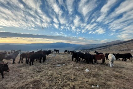 Bajrić za Bosnainfo o livanjskim divljim konjima i turama do njih (FOTO)